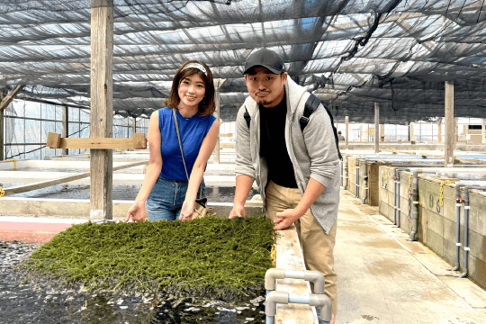 海ぶどう摘み取り体験 海ん道 うみんち